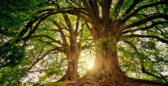 ANNIVERSAIRE : LES 5 ANS DE LA COP21
