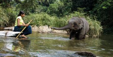 Chandani : La fille qui murmurait à l'oreille des éléphants