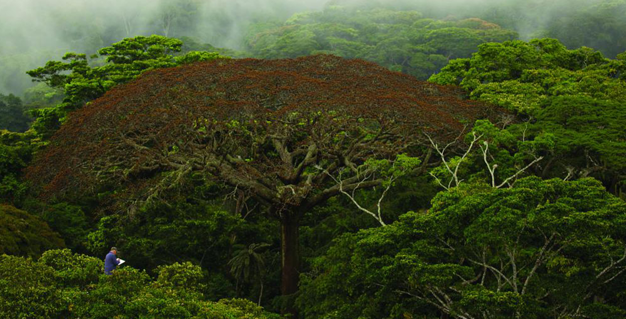 IL ÉTAIT UNE FORÊT