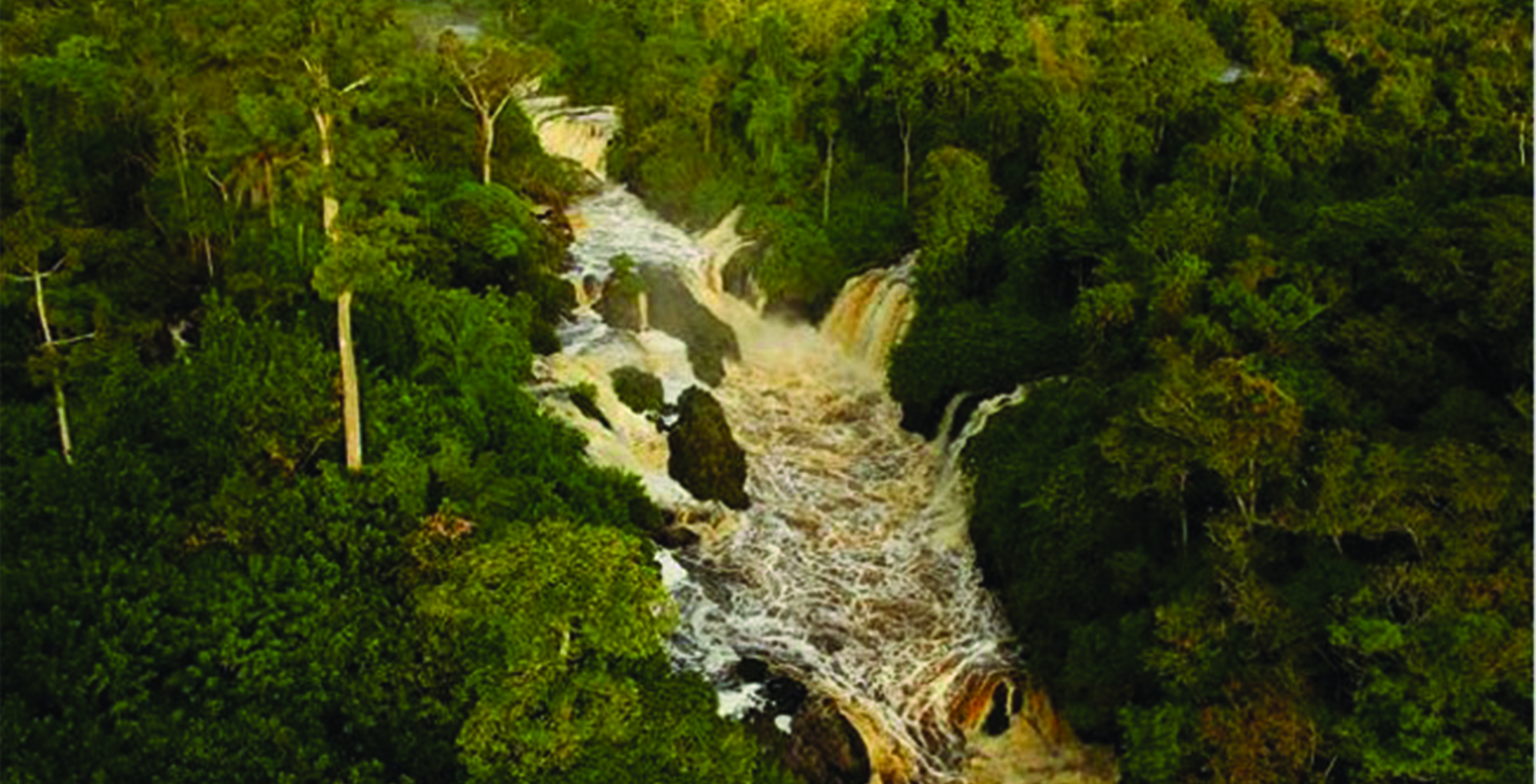 IL ÉTAIT UNE FORÊT